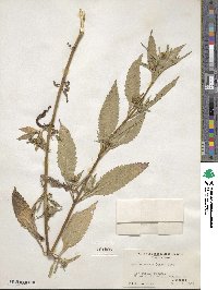 Bidens tripartita image