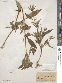 Bidens tripartita image