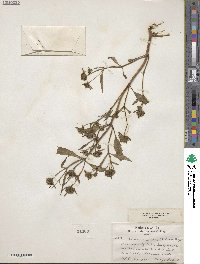 Bidens tripartita image