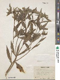 Bidens tripartita image