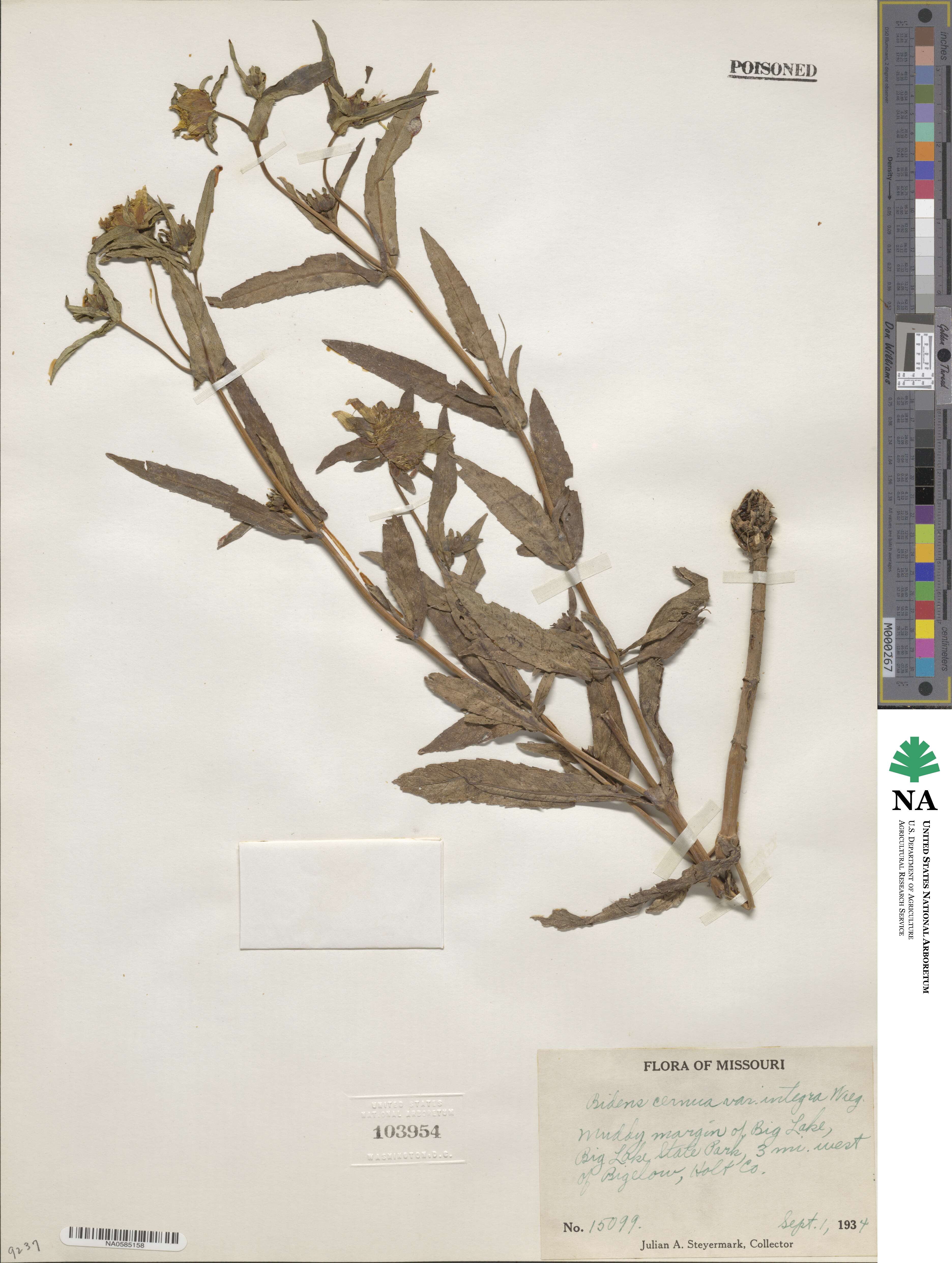 Bidens cernua var. integra image