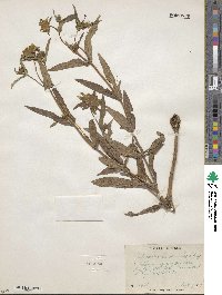 Bidens cernua image