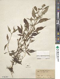 Bidens connata image