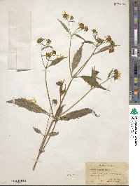 Bidens connata image