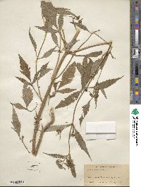 Bidens connata image