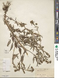 Bidens connata image