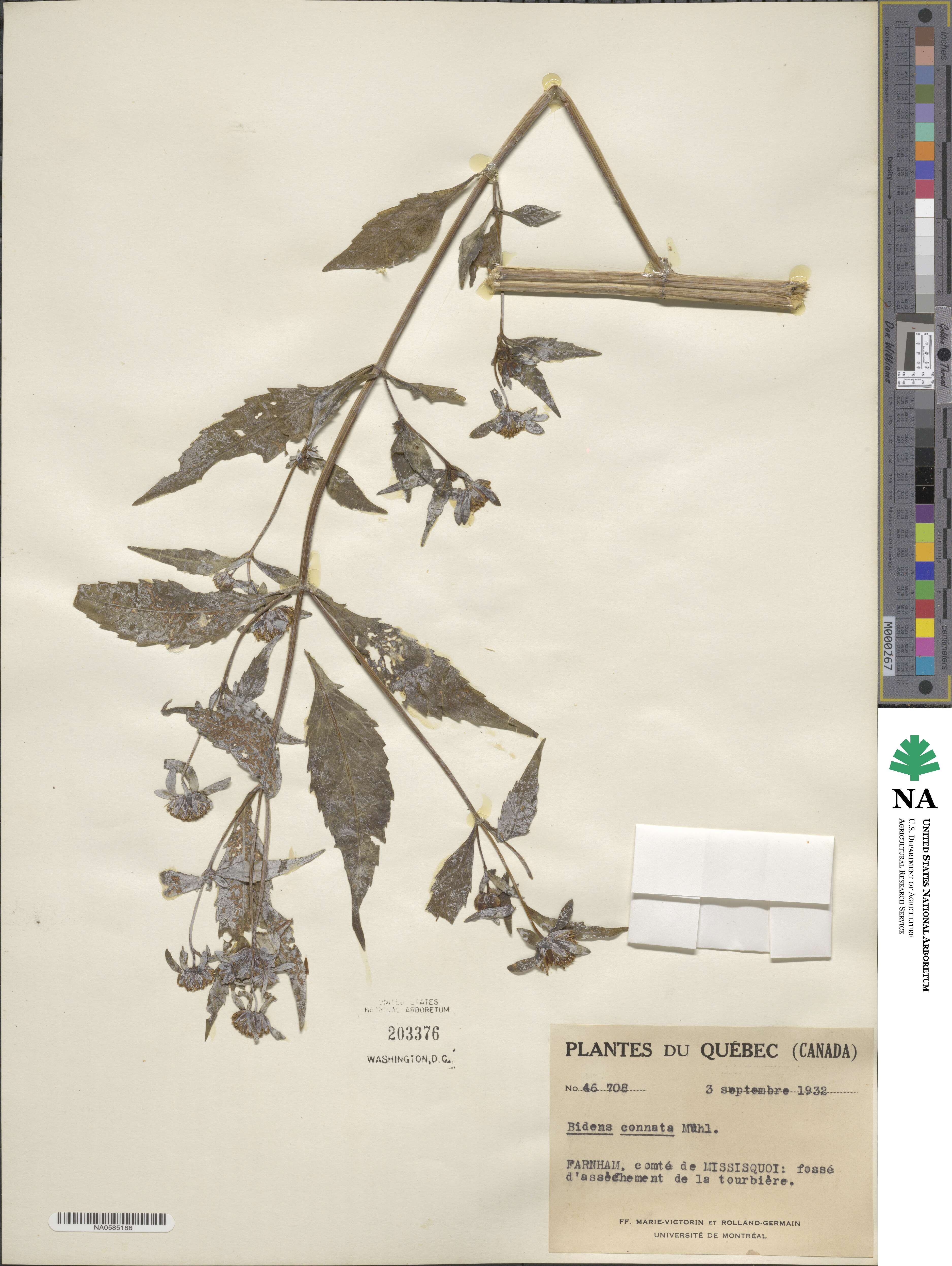 Bidens connata image