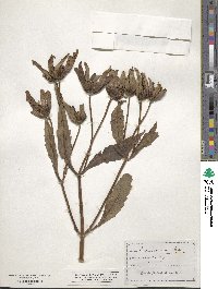 Bidens connata image