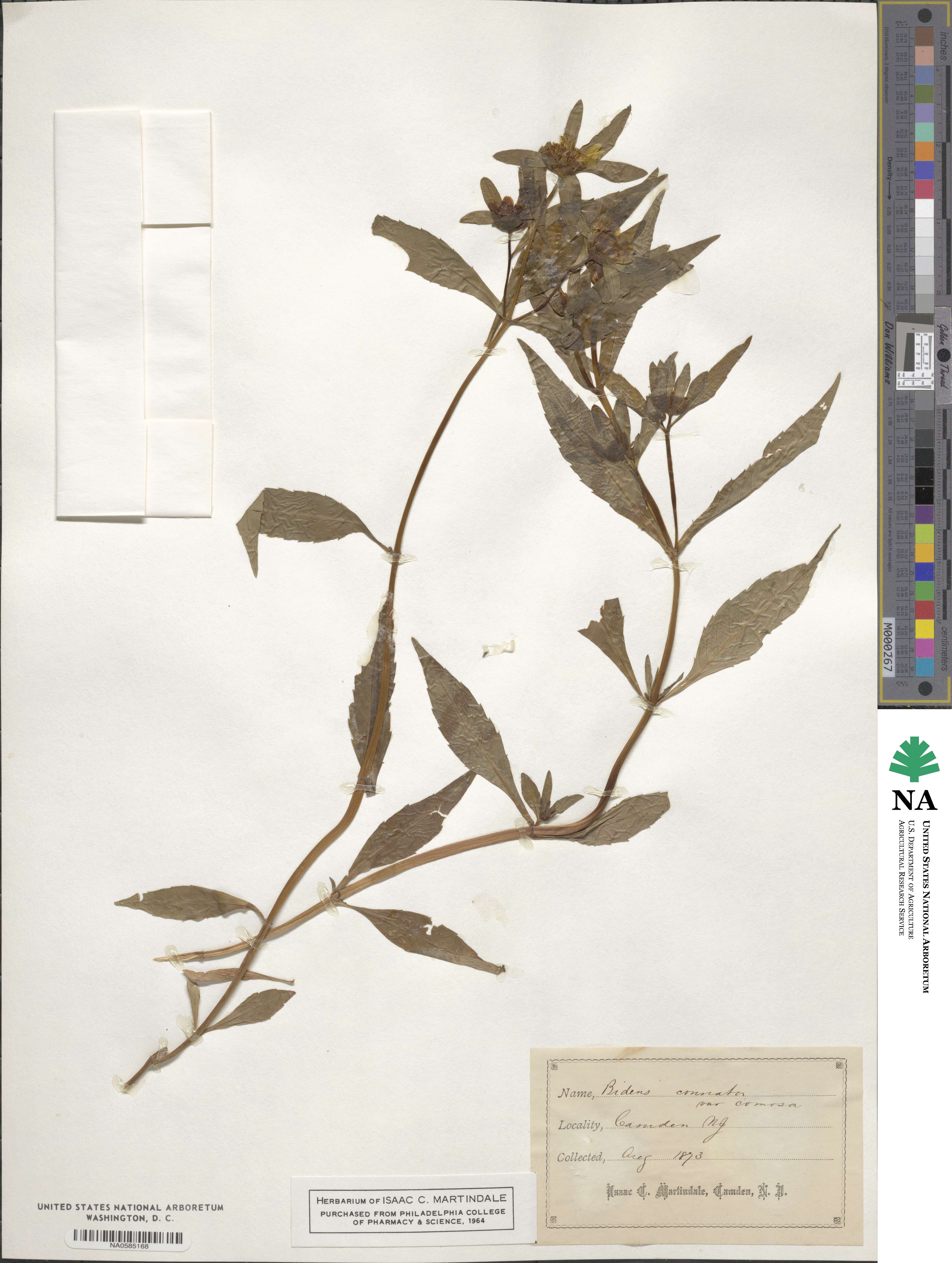 Bidens connata image