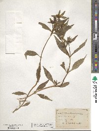 Bidens connata image