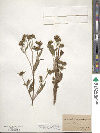 Bidens connata image