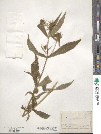 Bidens connata image