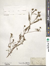 Bidens connata image