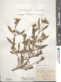 Bidens connata image