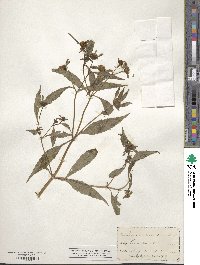 Bidens connata image