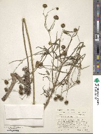 Bidens connata image