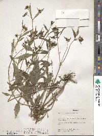 Bidens connata image