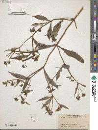 Bidens connata image