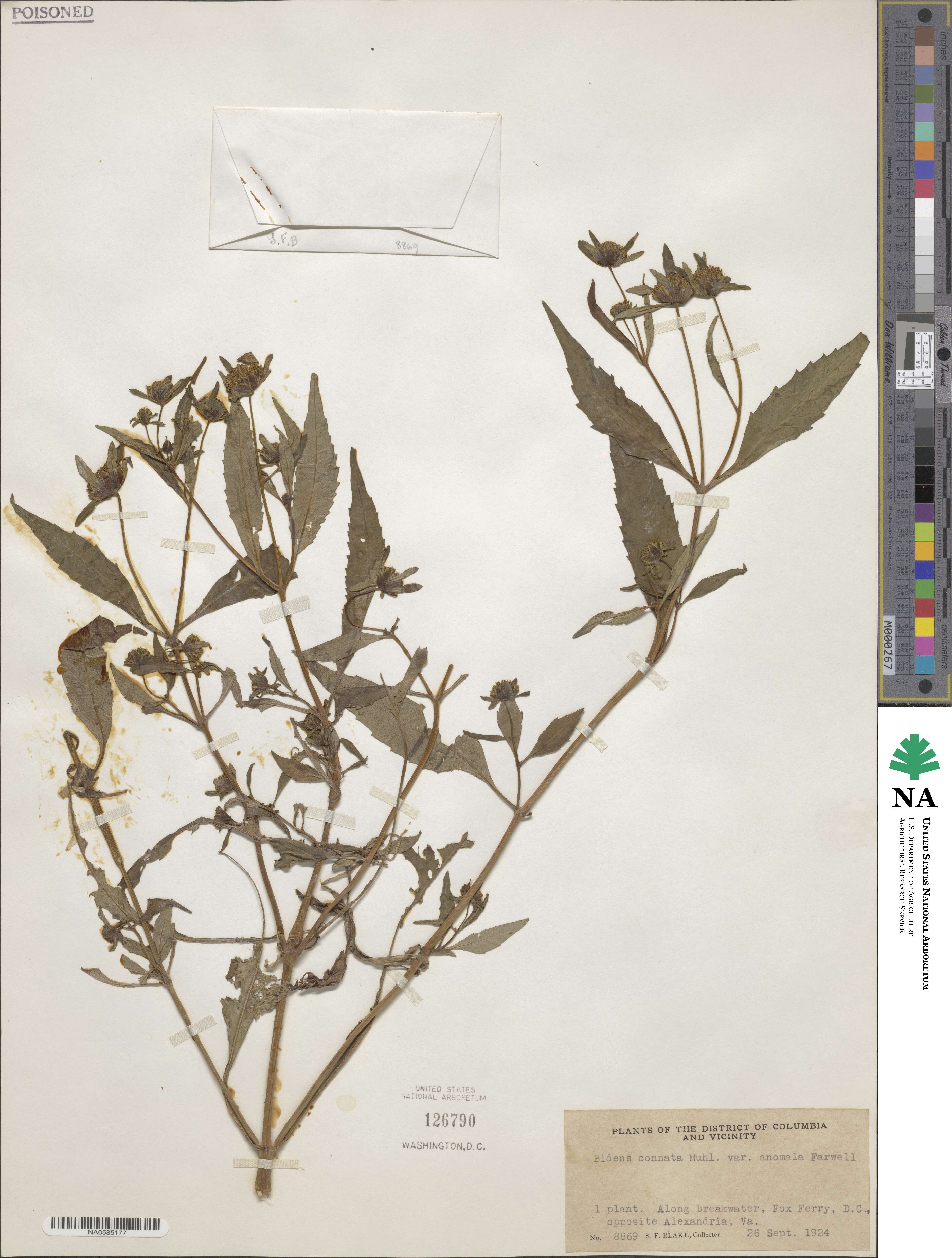 Bidens connata image