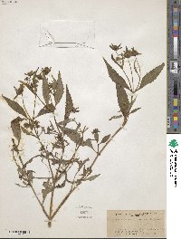 Bidens connata image