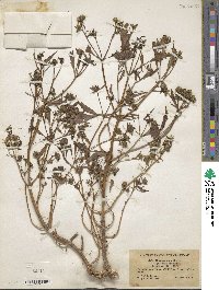 Bidens connata image