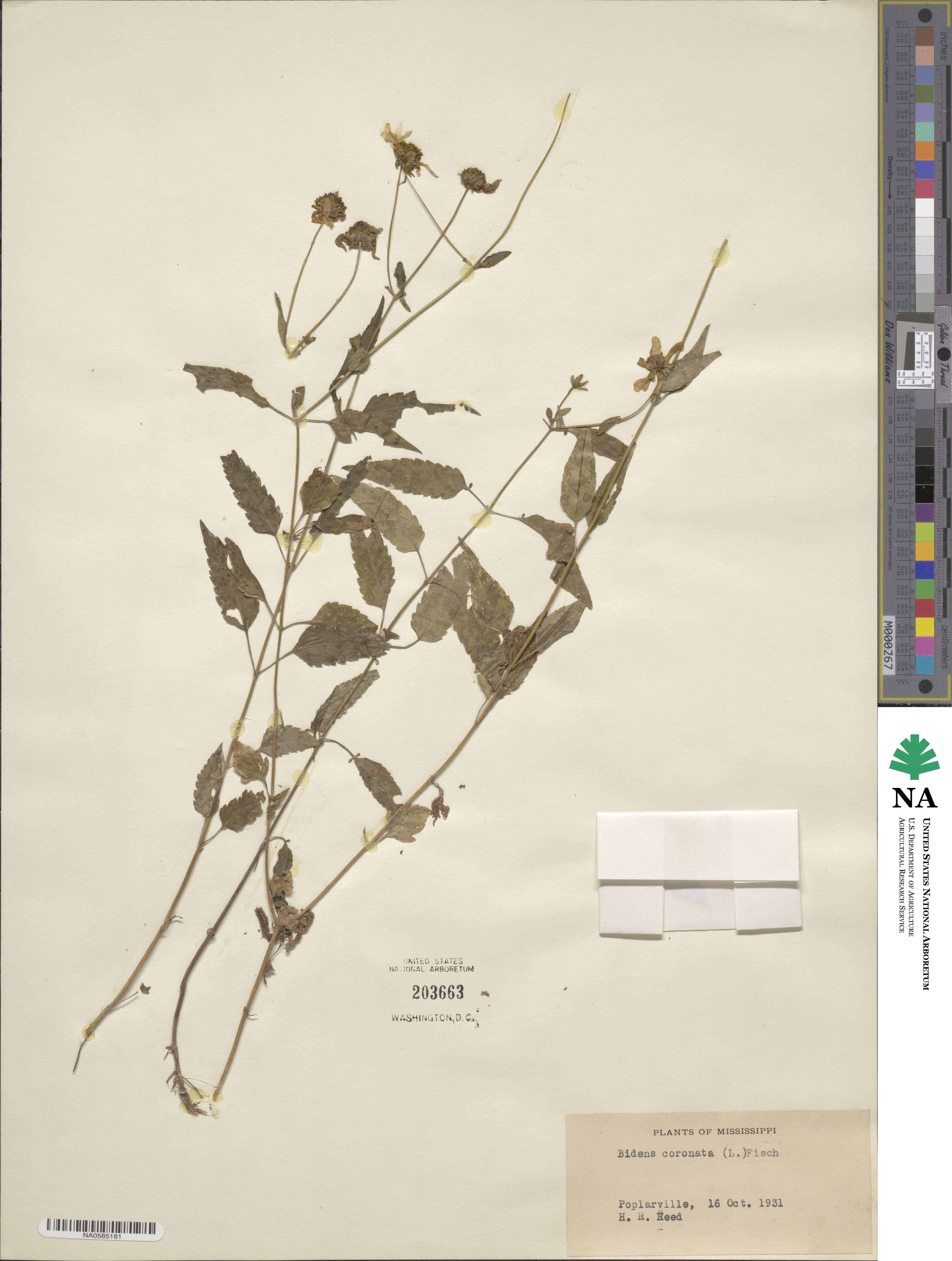 Bidens trichosperma image