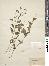 Bidens trichosperma image