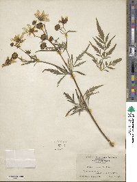 Bidens trichosperma image