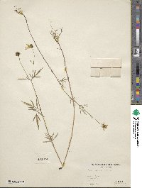 Bidens trichosperma image