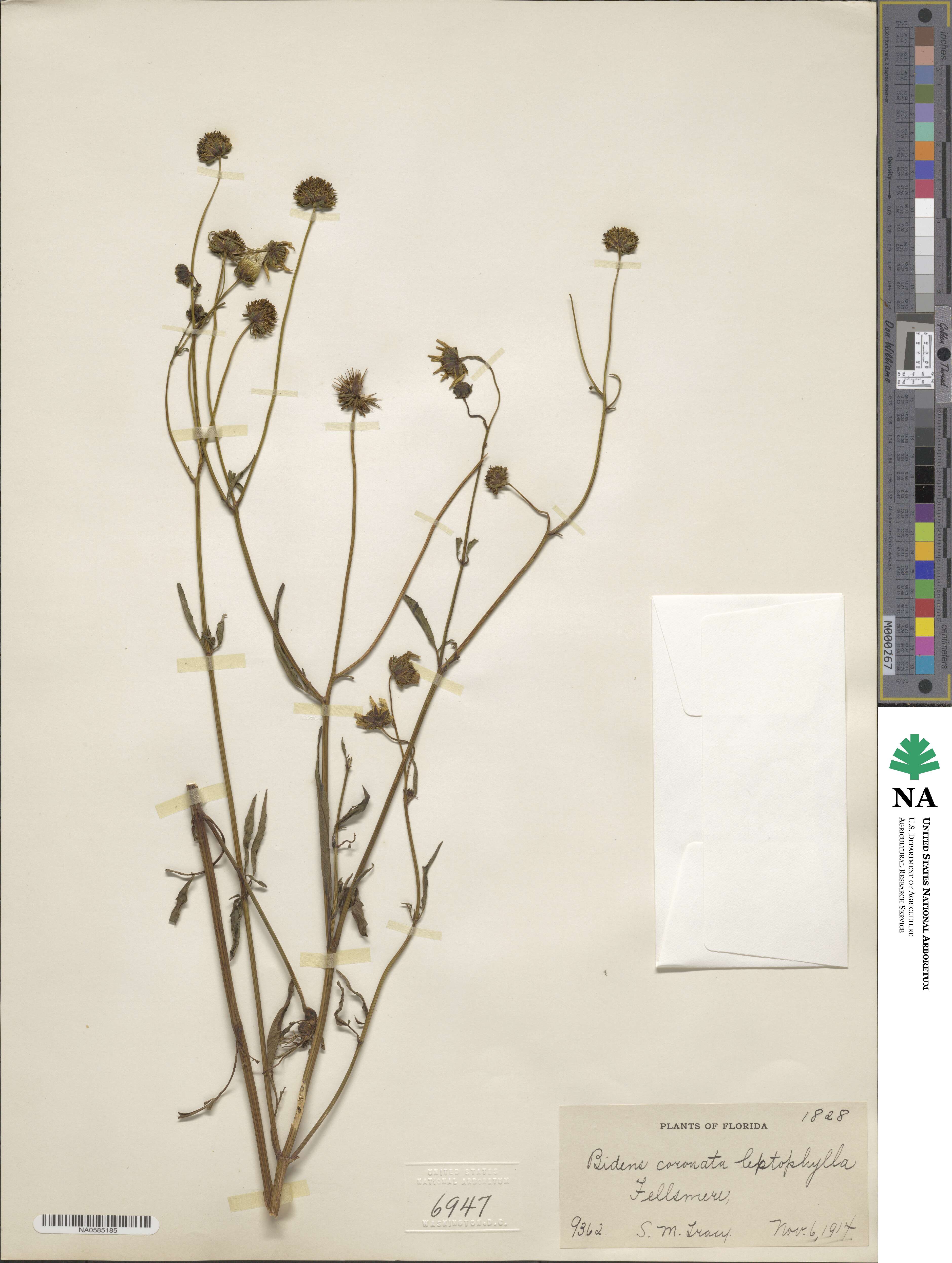 Bidens trichosperma image