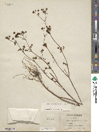 Bidens discoidea image