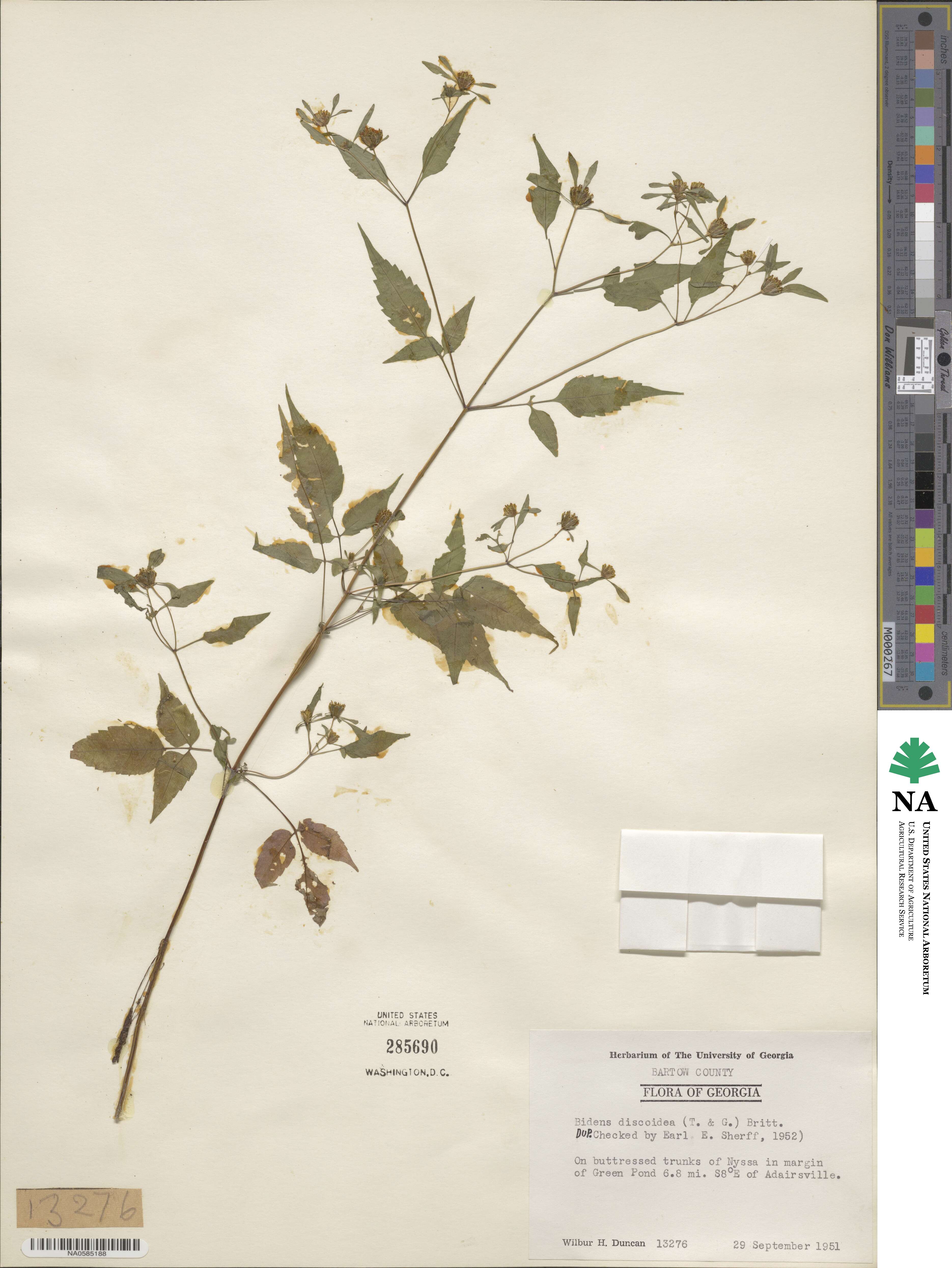 Bidens discoidea image