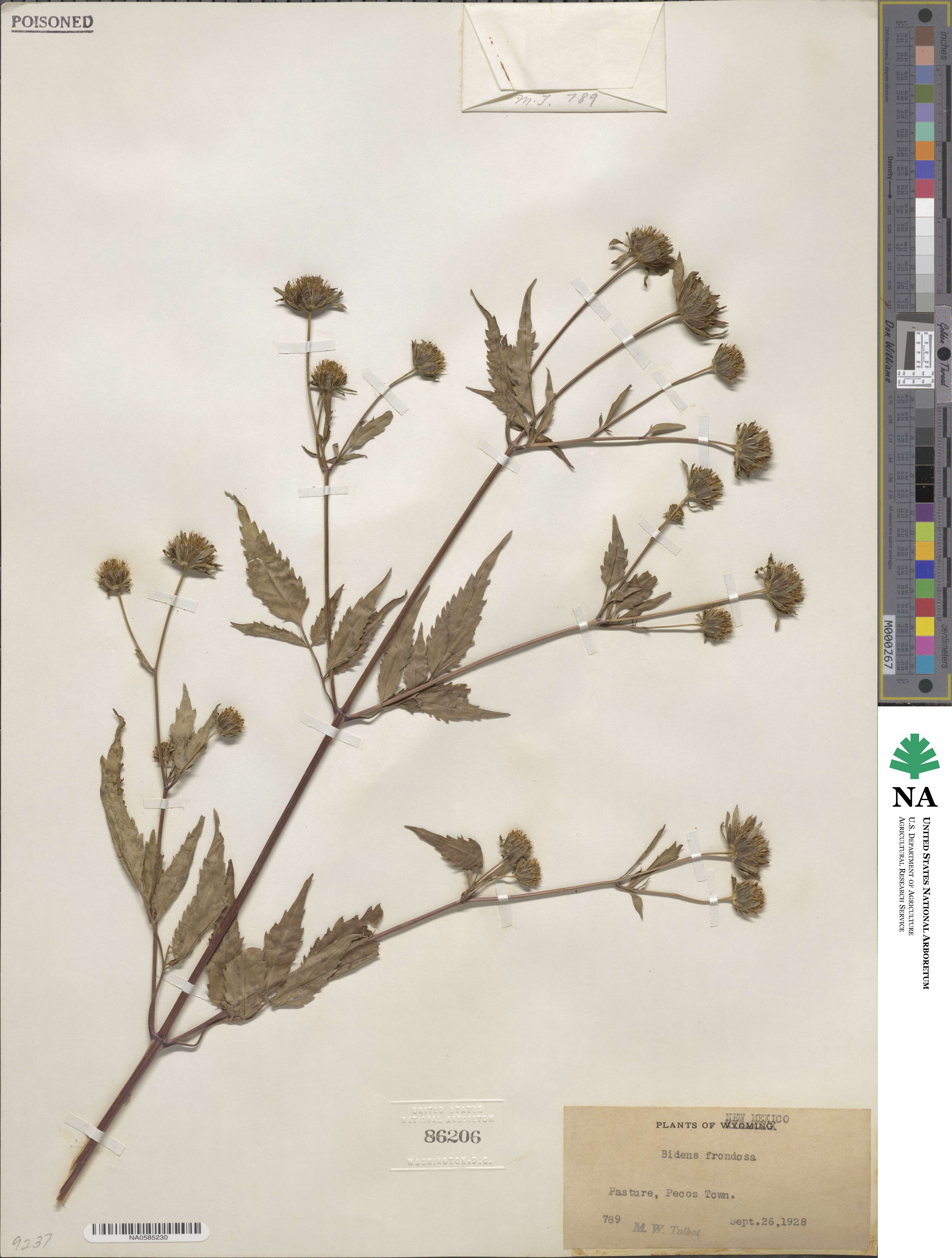 Bidens frondosa image