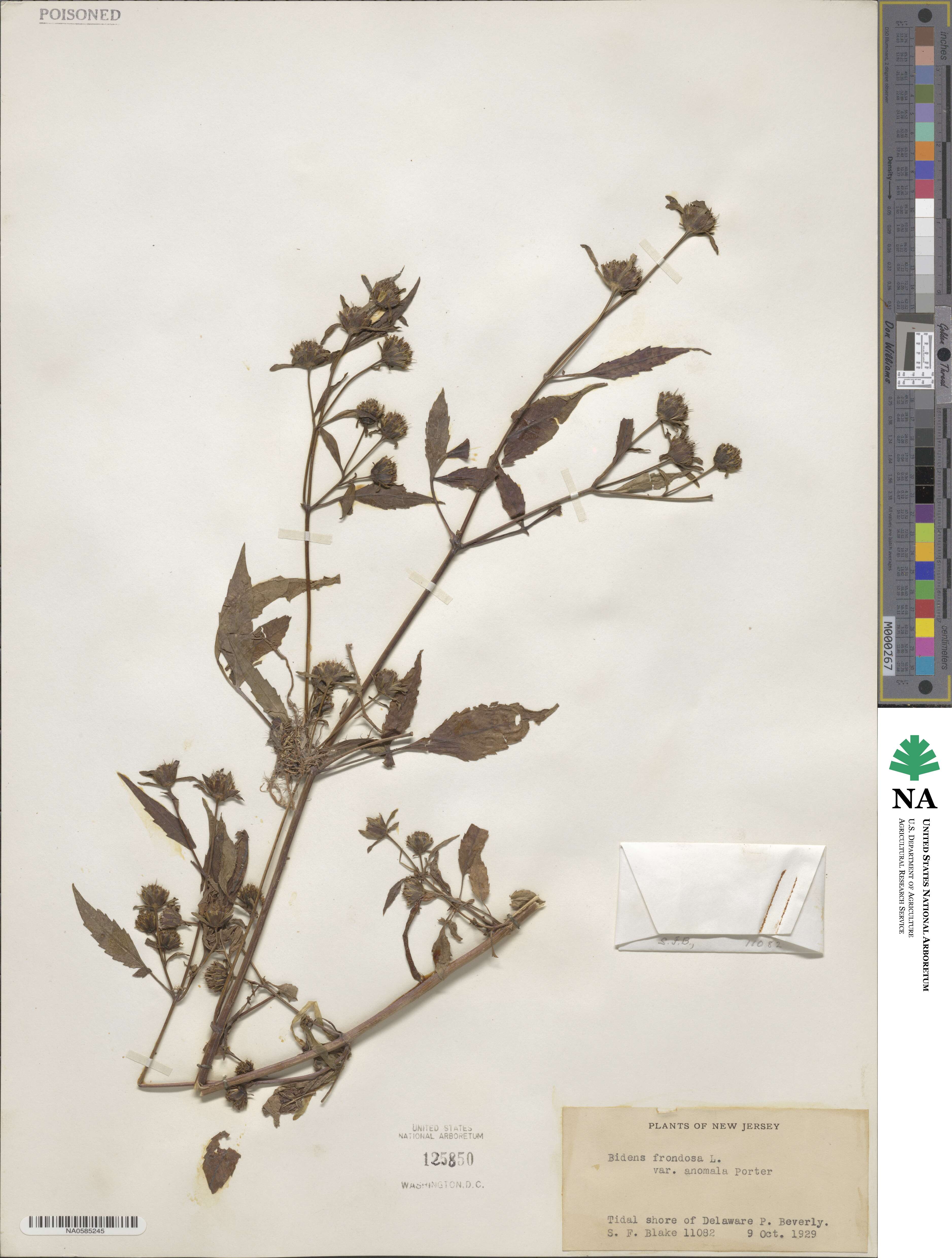 Bidens frondosa image