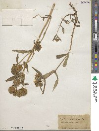 Bidens cernua image