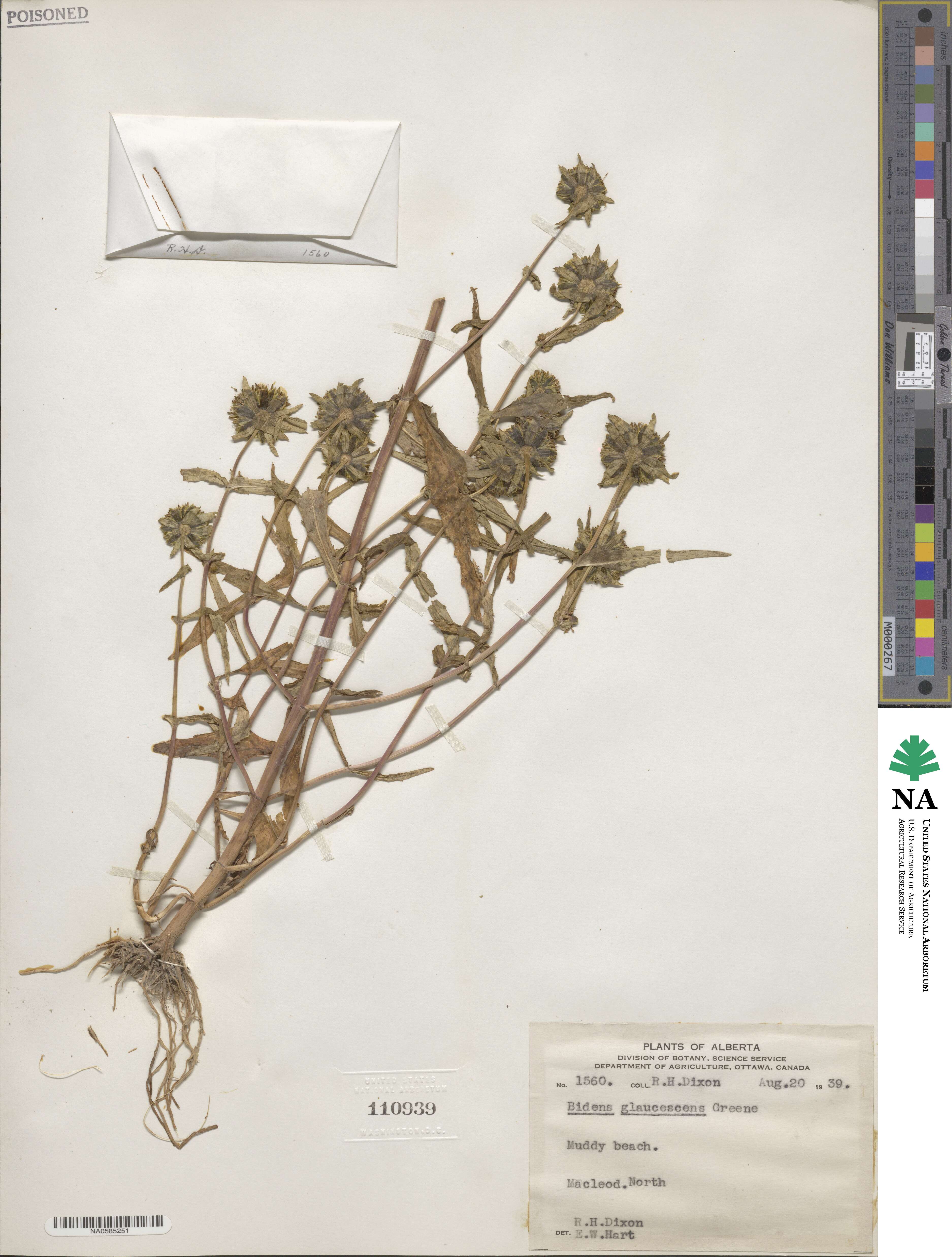 Bidens cernua image