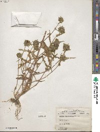 Bidens cernua image