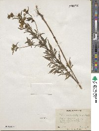 Bidens involucrata image