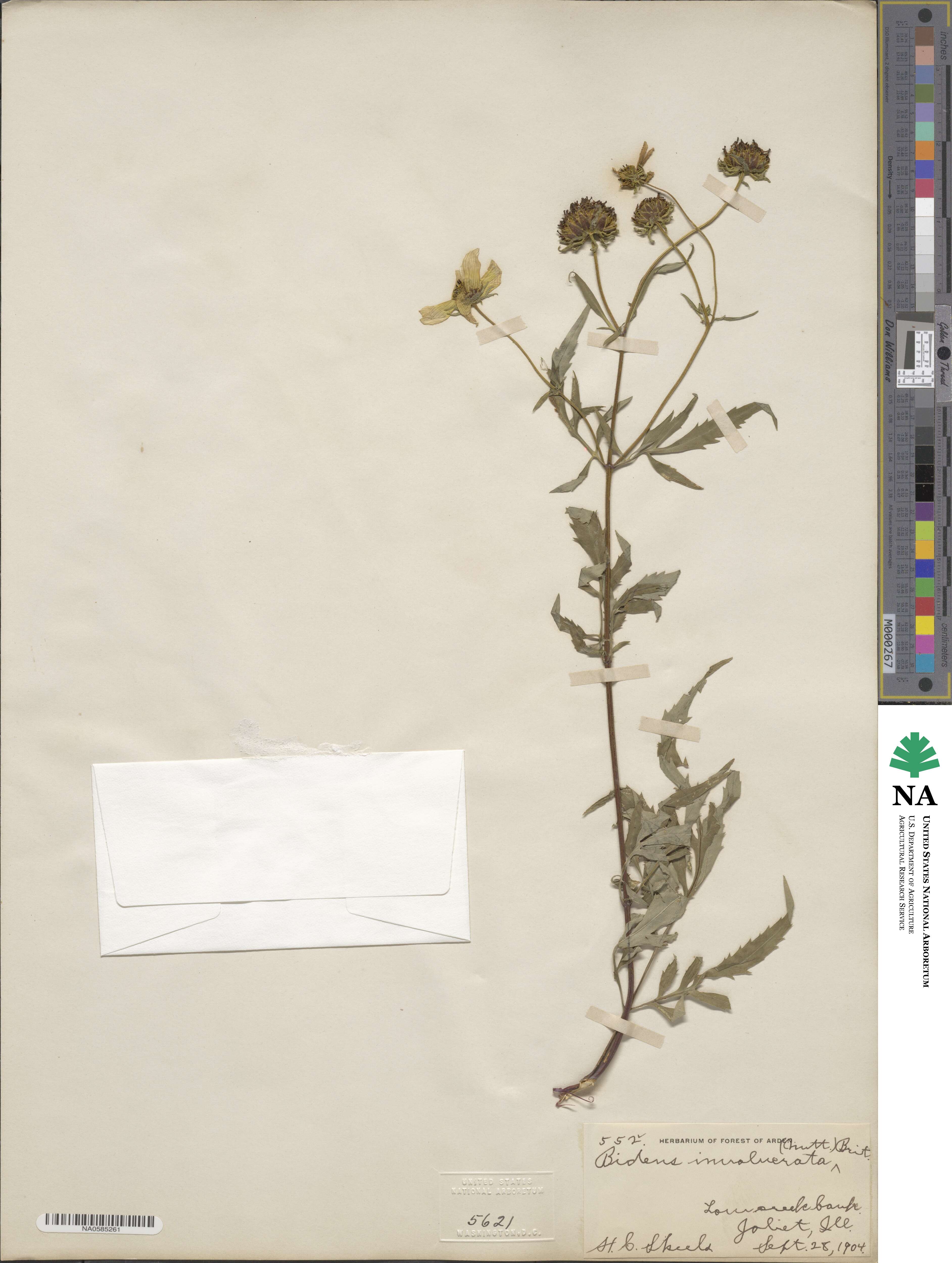 Bidens involucrata image