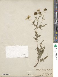 Bidens involucrata image