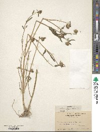 Bidens laevis image