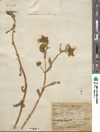 Bidens laevis image