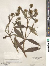 Bidens laevis image