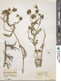 Bidens laevis image