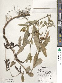 Bidens laevis image