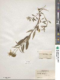 Bidens laevis image