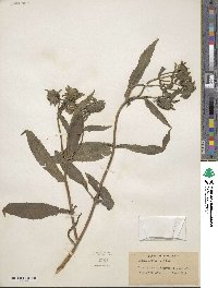 Bidens laevis image