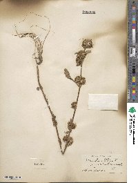 Bidens laevis image