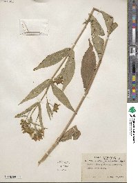 Bidens laevis image