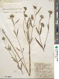 Bidens laevis image